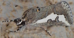 Euscirrhopterus gloveri
