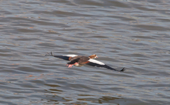 Alopochen aegyptiaca