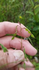 Desmodium paniculatum