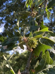 Quercus cerris