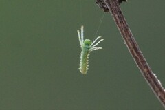 Saturniidae