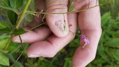 Desmodium paniculatum