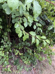 Betulaceae