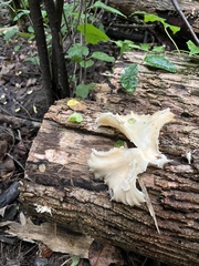 Pleurotus pulmonarius