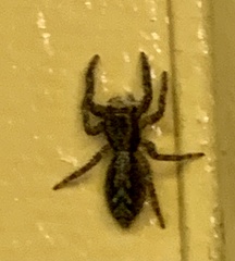 Platycryptus californicus