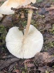 Fungi