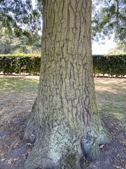 Quercus cerris