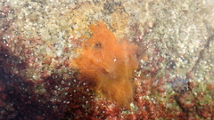 Hymeniacidon perlevis