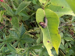 Podisus maculiventris