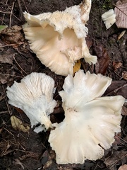Pleurotus pulmonarius
