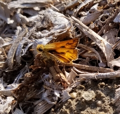 Hylephila phyleus