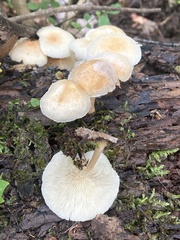 Fungi