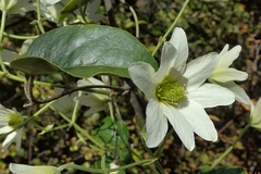 Clematis paniculata