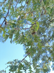 Quercus cerris