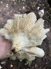 Pleurotus pulmonarius