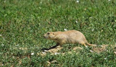 Cynomys ludovicianus