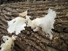 Pleurotus pulmonarius