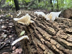 Pleurotus pulmonarius
