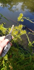 Cyperus strigosus