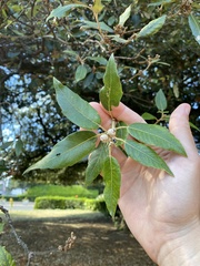 Quercus ilex