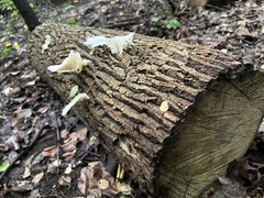 Pleurotus pulmonarius