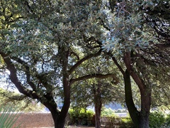 Quercus ilex