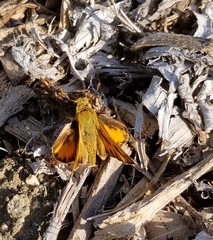 Hylephila phyleus
