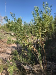 Baccharis salicifolia