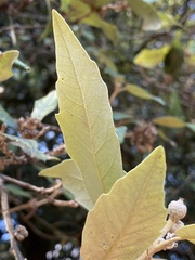 Quercus ilex