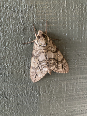 Ceratomia undulosa
