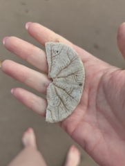 Dendraster excentricus