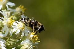 Eristalis dimidiata