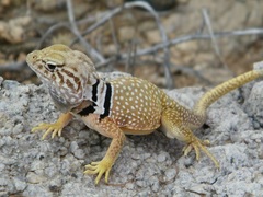 Crotaphytus nebrius