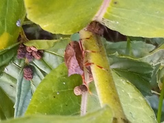 Podisus maculiventris