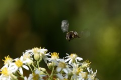 Eristalis dimidiata