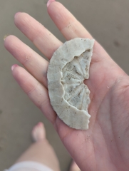 Dendraster excentricus