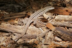 Aspidoscelis sonorae