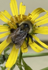 Bombus citrinus