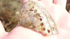 Haliotis tuberculata