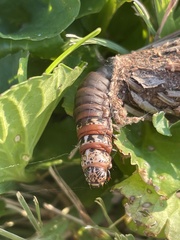 Thyridopteryx ephemeraeformis