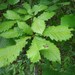 Swamp Chestnut Oak - Photo (c) charles M allen, some rights reserved (CC BY-NC), uploaded by charles M allen