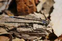 Argia extranea