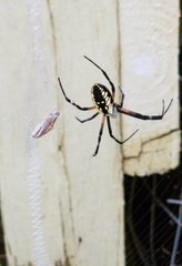 Argiope aurantia