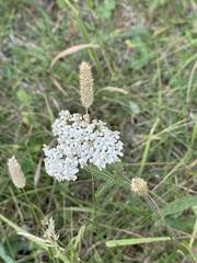 Achillea