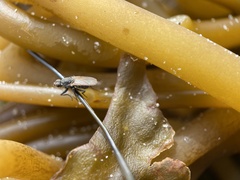 Fucellia