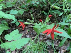 Silene virginica