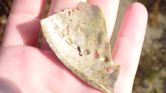 Haliotis tuberculata