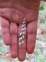 Spiranthes tuberosa