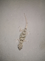 Tarentola mauritanica