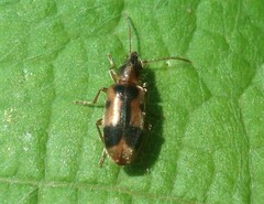 Notoxus monoceros